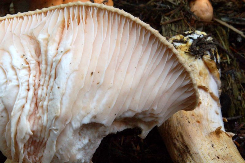 Hygrophorus pudorinus